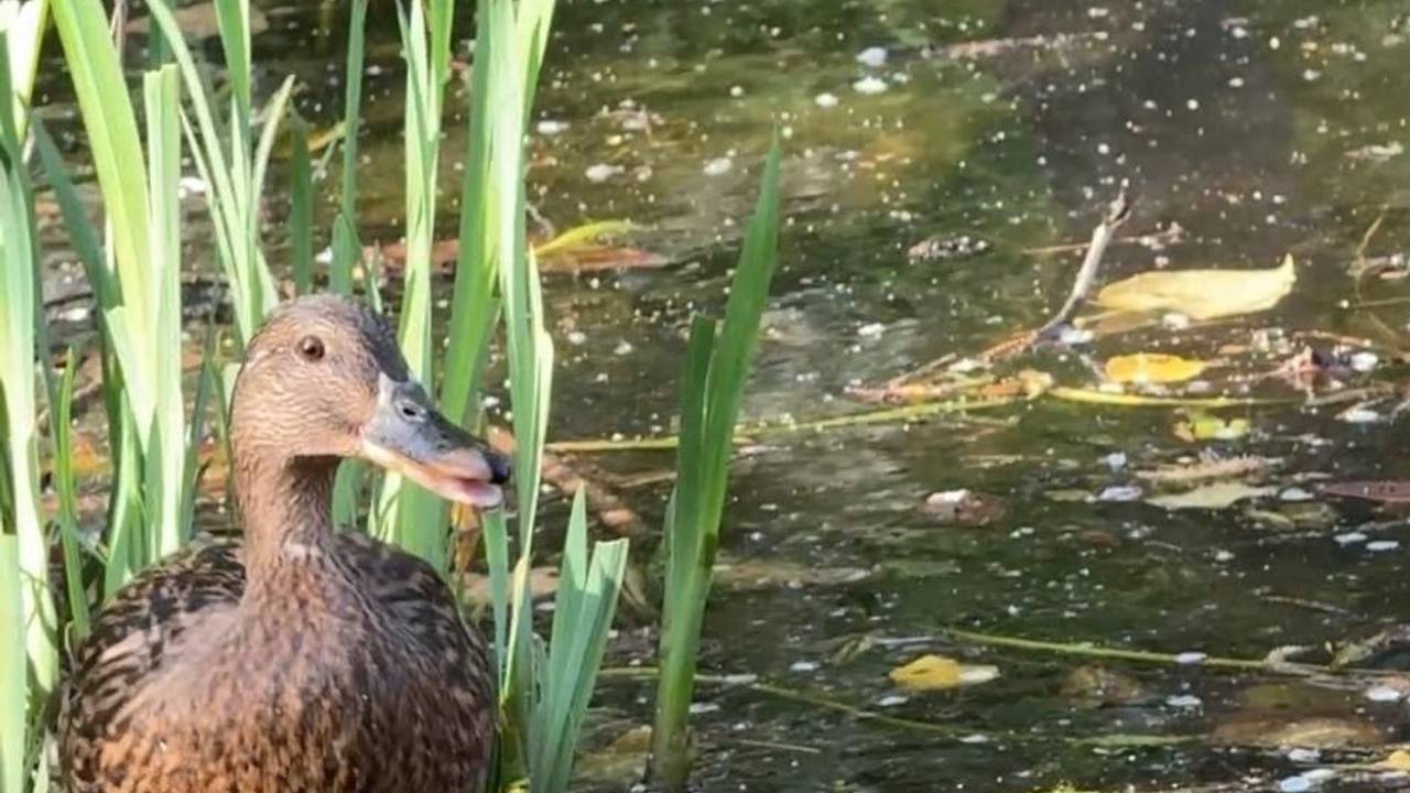 Eine Ente steht an einem Gewässer vor ihren acht Küken.
