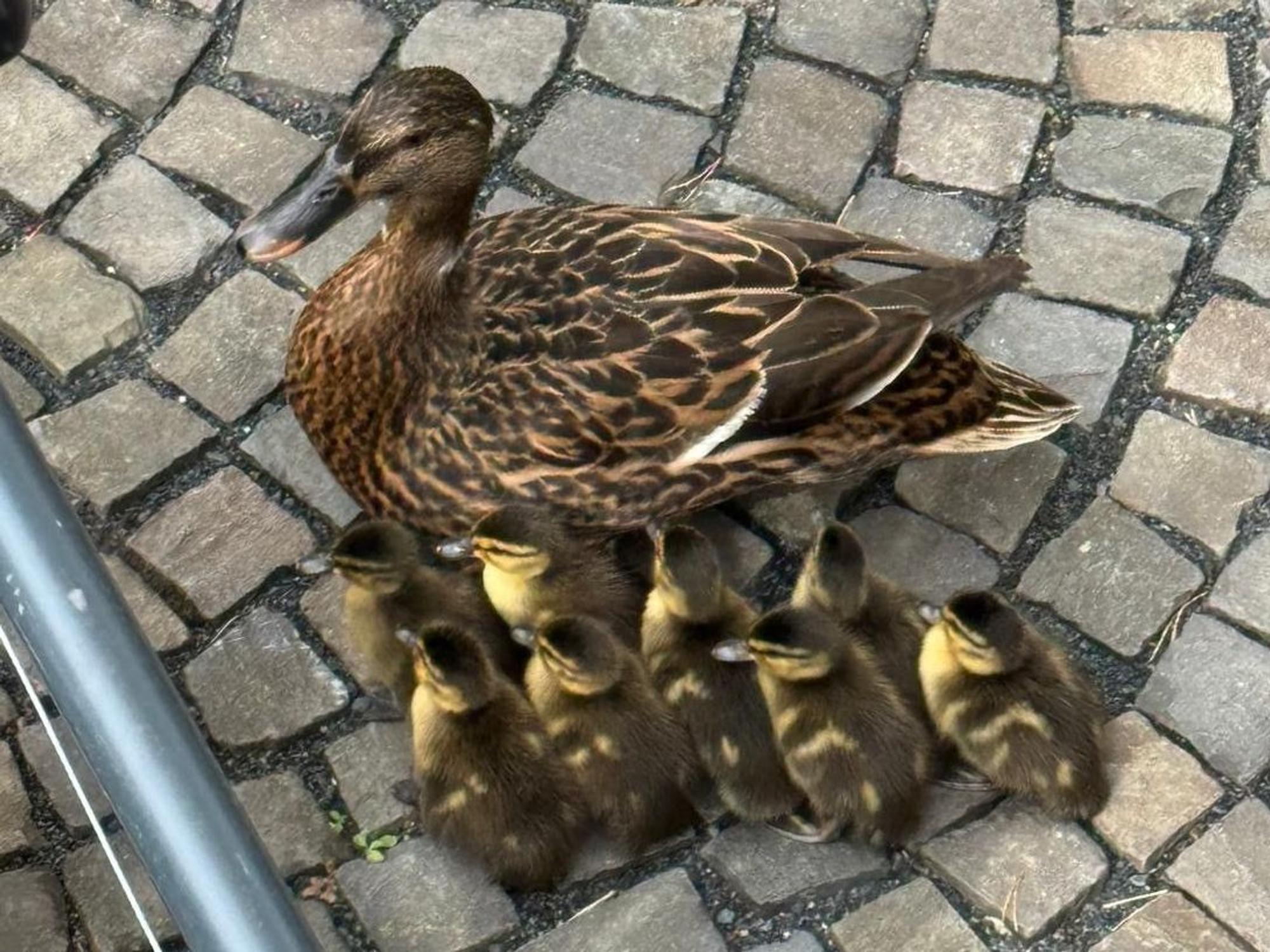 Eine Ente mit ihren acht Küken ist auf Steinen unterwegs.