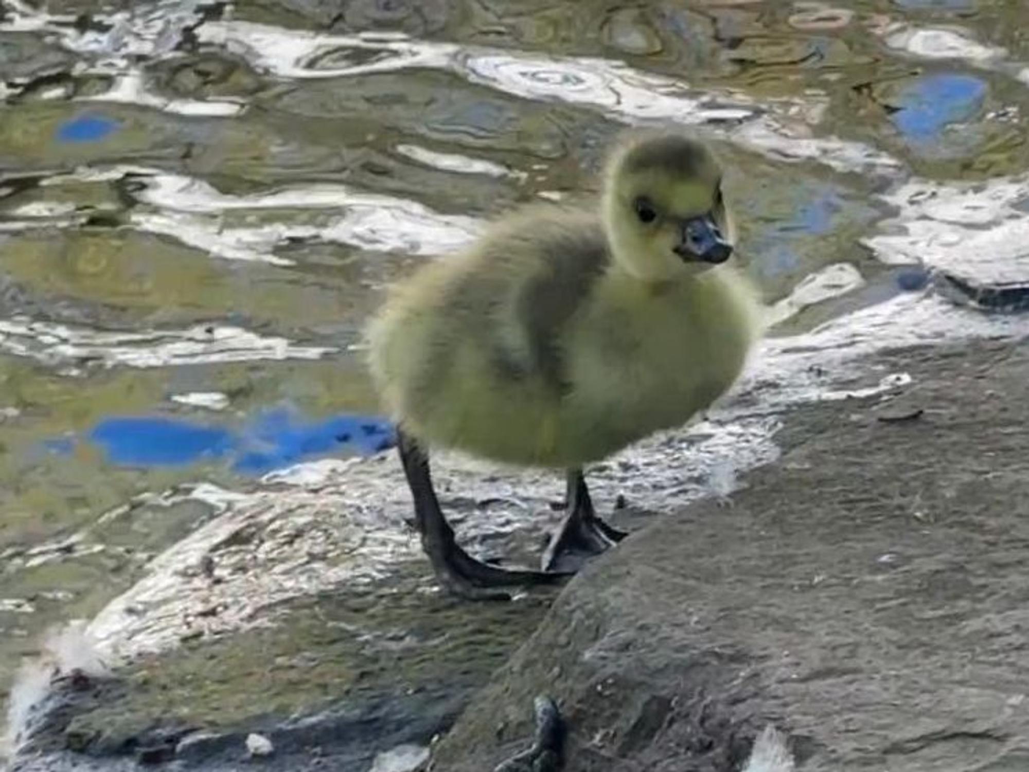Ein Gänseküken steht an einem Gewässer.
