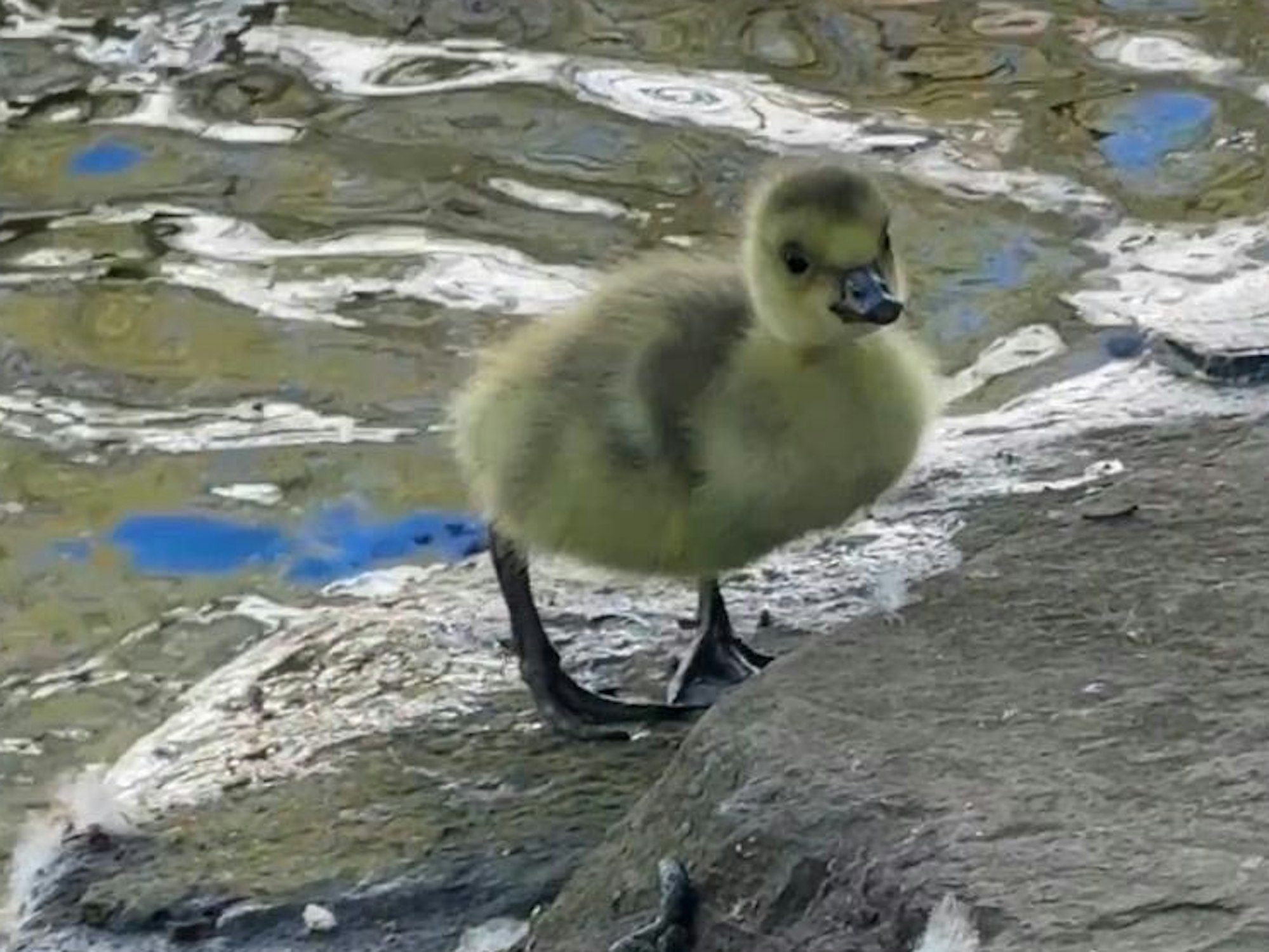 Ein Gänseküken steht an einem Gewässer.