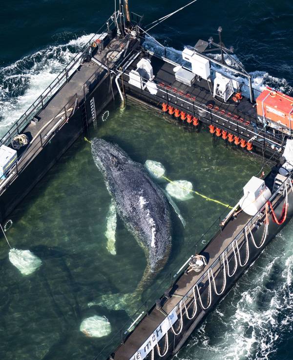 Der Wal lag in einem gefluteten Lastschiff, hier kurz vor der dänischen Grenze (Aufnahme aus einem Flugzeug).
