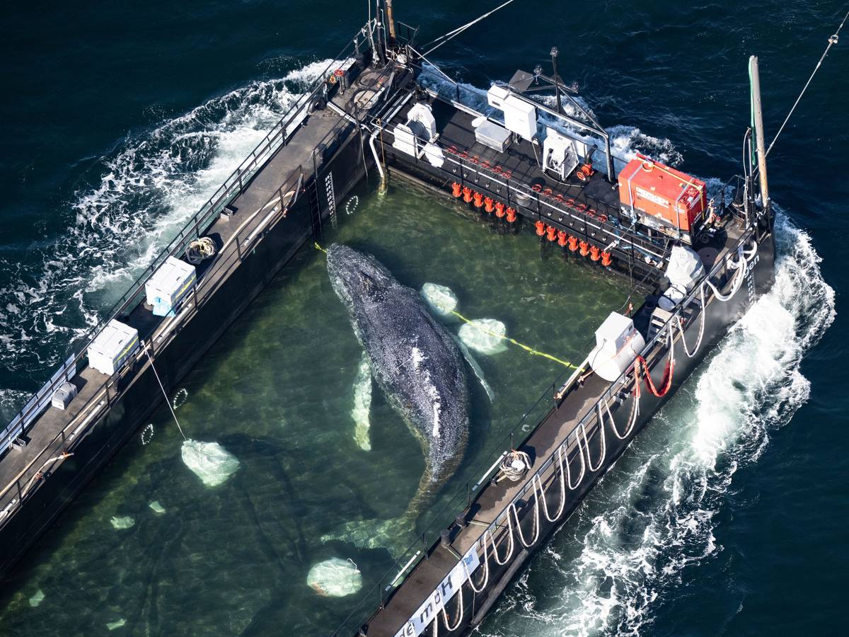 Der Wal lag in einem gefluteten Lastschiff, hier kurz vor der dänischen Grenze (Aufnahme aus einem Flugzeug).