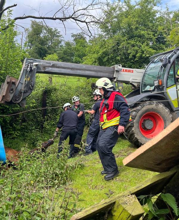 Feuerwehr befreit eingeklemmtes Pferd in Velbert