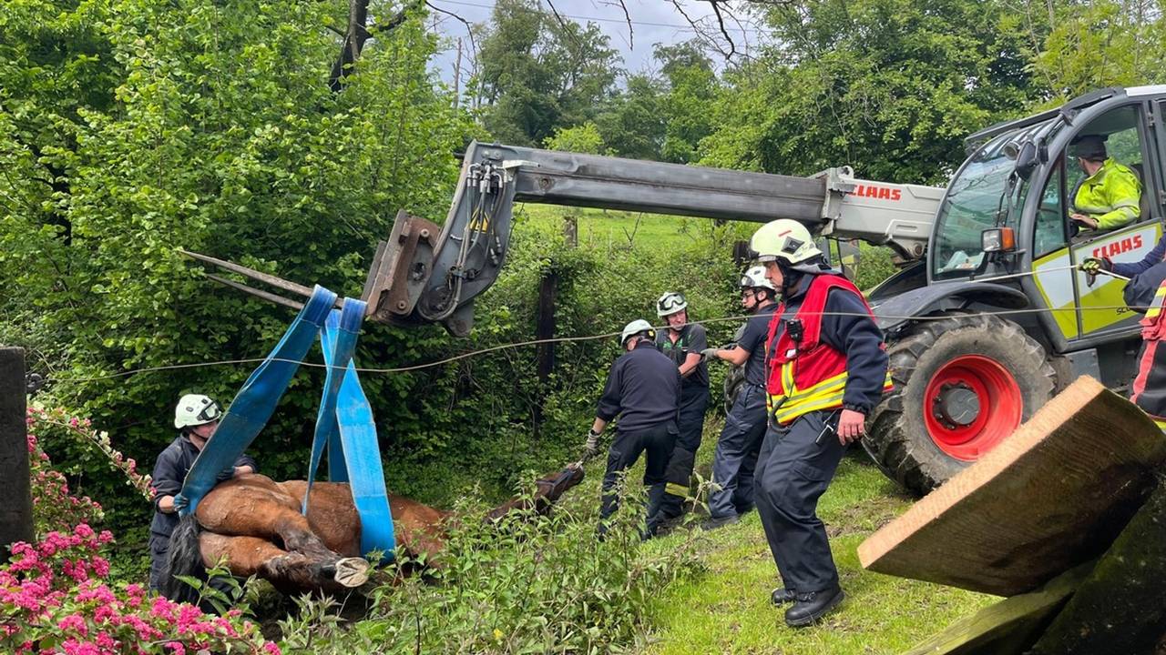 Feuerwehr befreit eingeklemmtes Pferd in Velbert