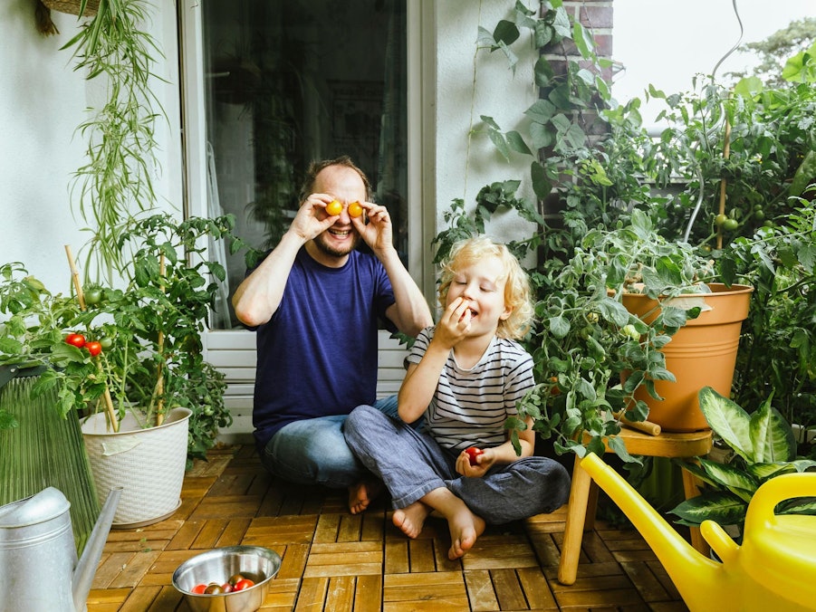 Vater und Sohn ernten Tomaten auf einem Balkon