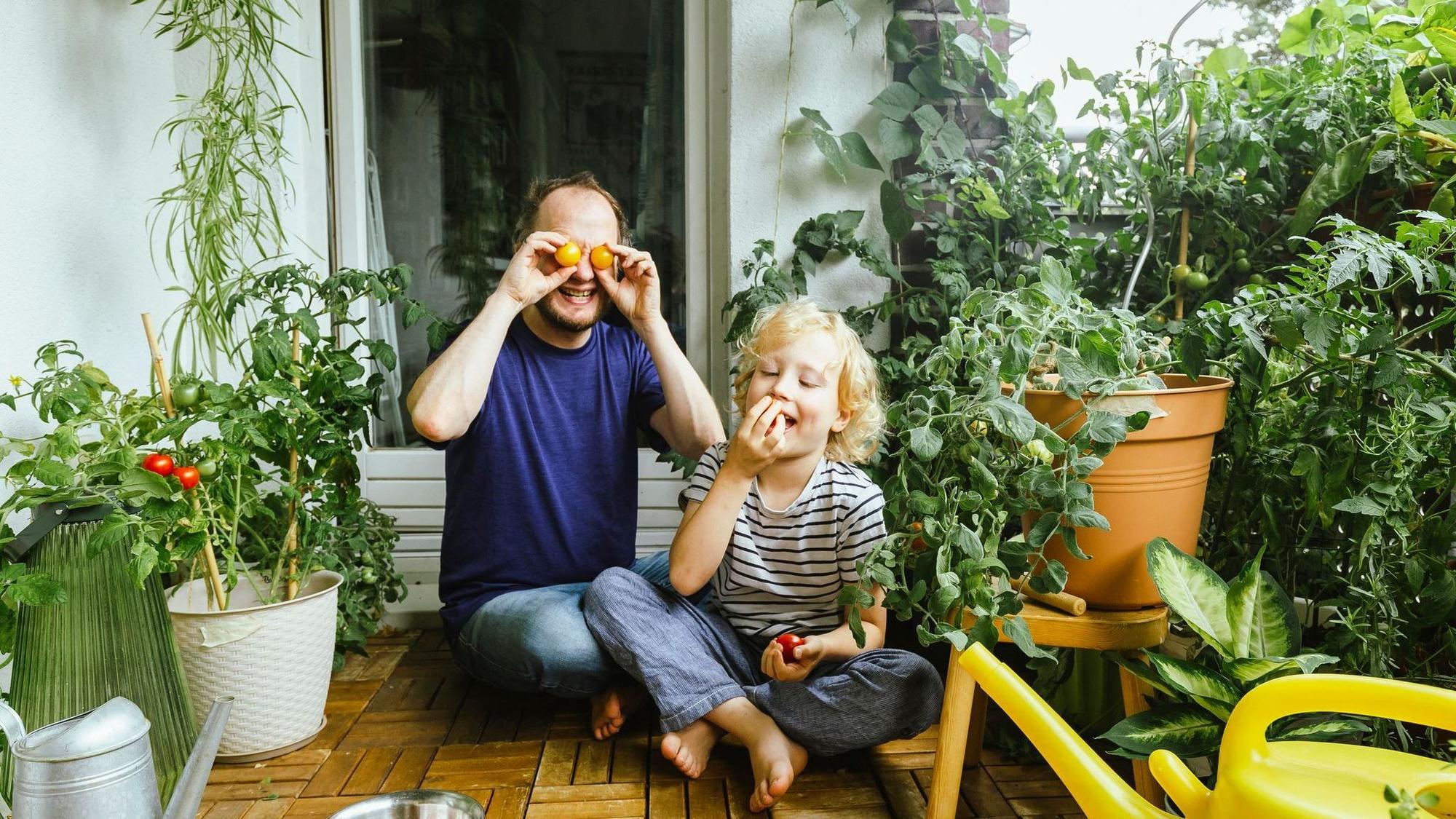 Vater und Sohn ernten Tomaten auf einem Balkon