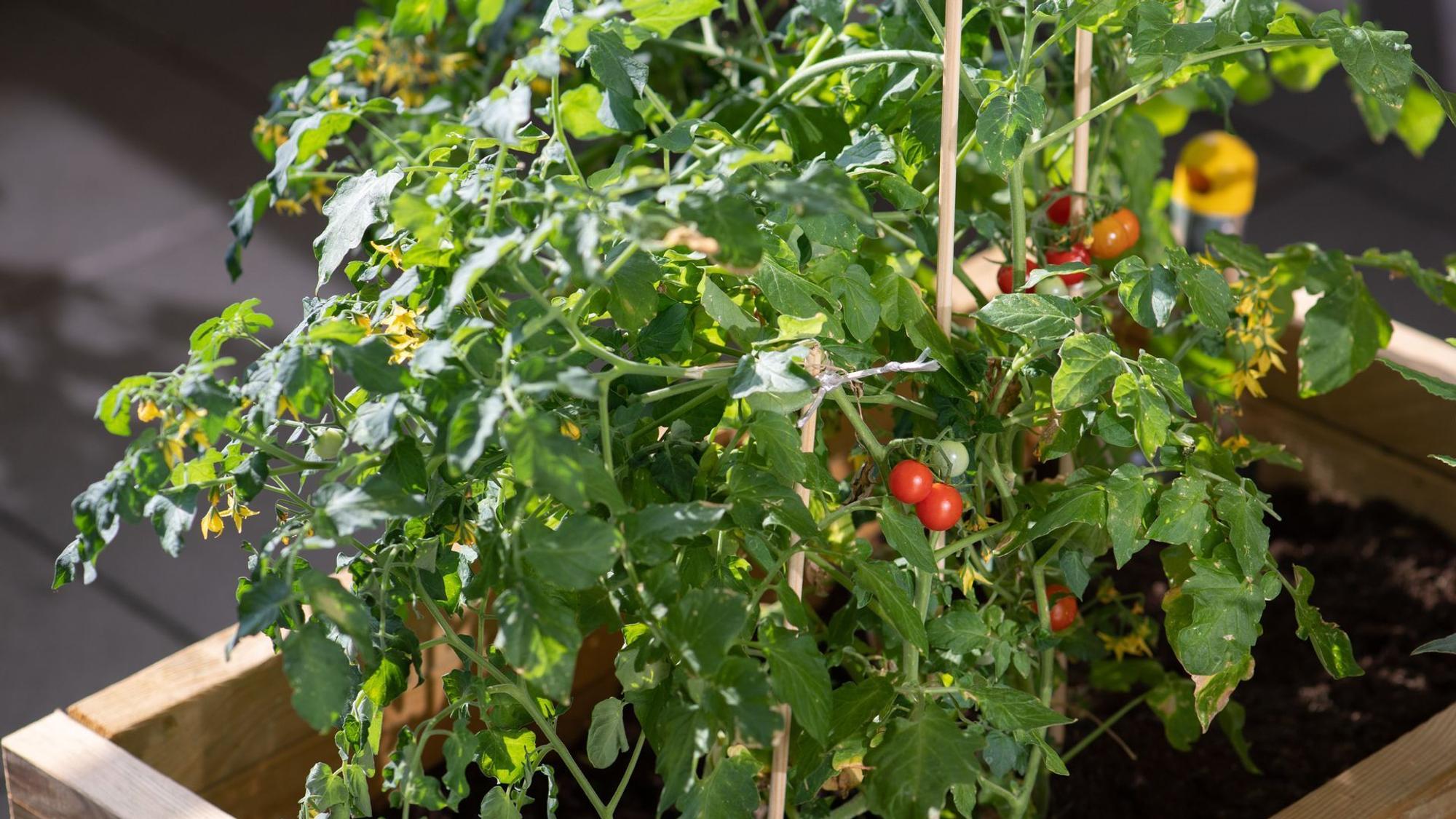 Tomatenpflanzen stehen auf einem Balkon