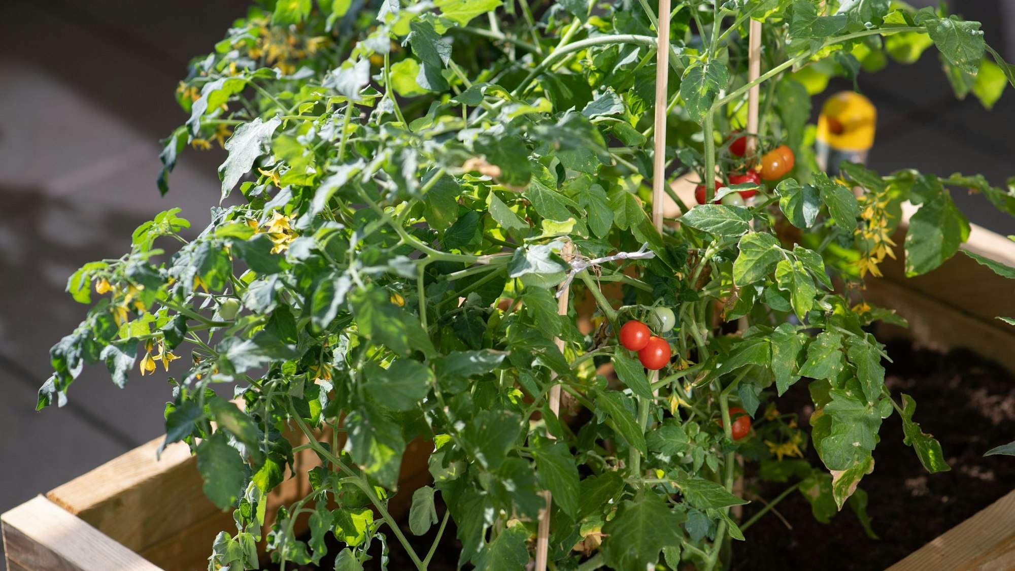 Tomatenpflanzen stehen auf einem Balkon