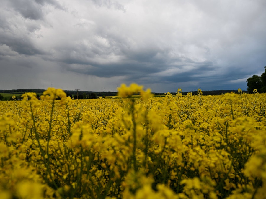 Dunkle Gewitterwolken über Rapsfeld