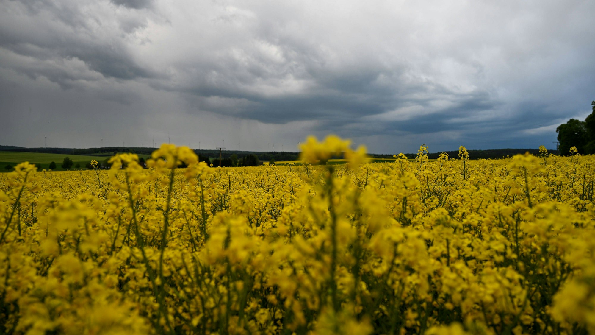 Dunkle Gewitterwolken über Rapsfeld