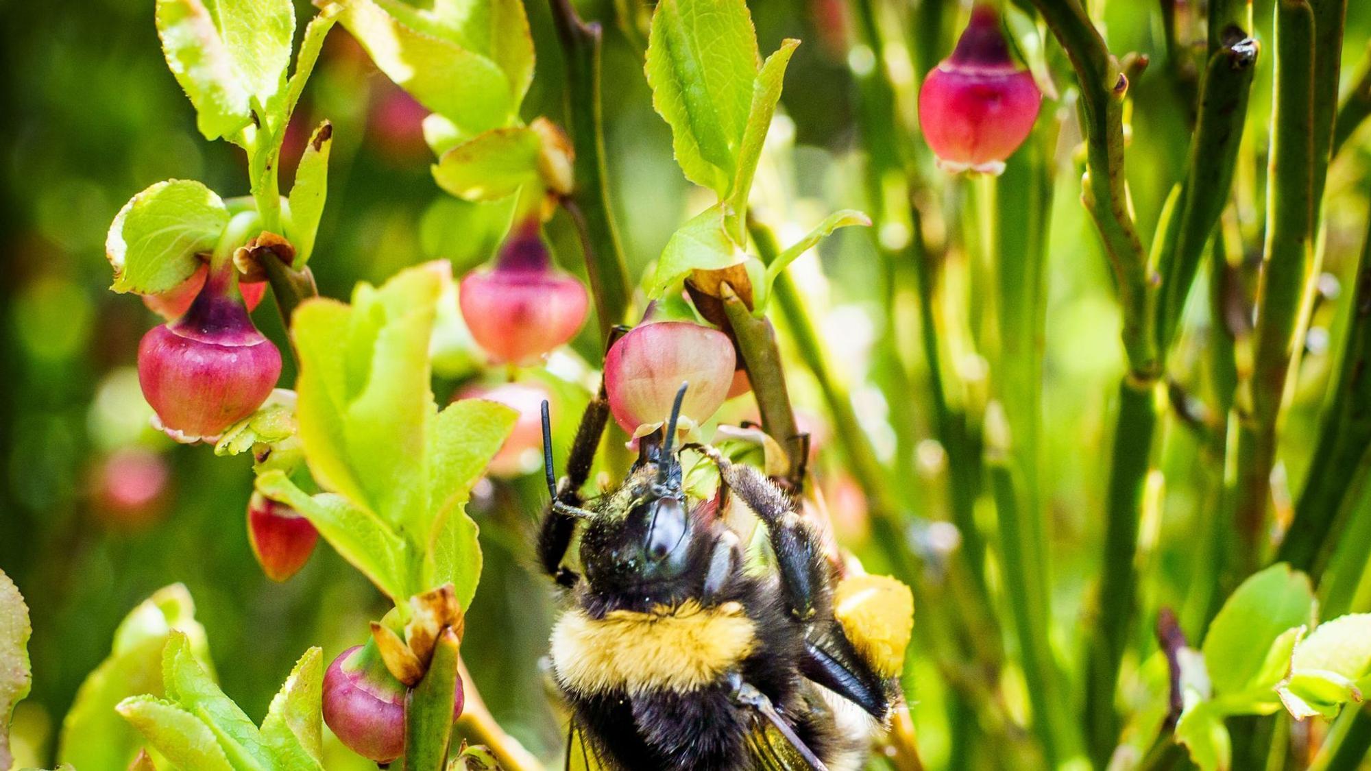 Hummel sitzt auf einer blühenden Heidelbeere