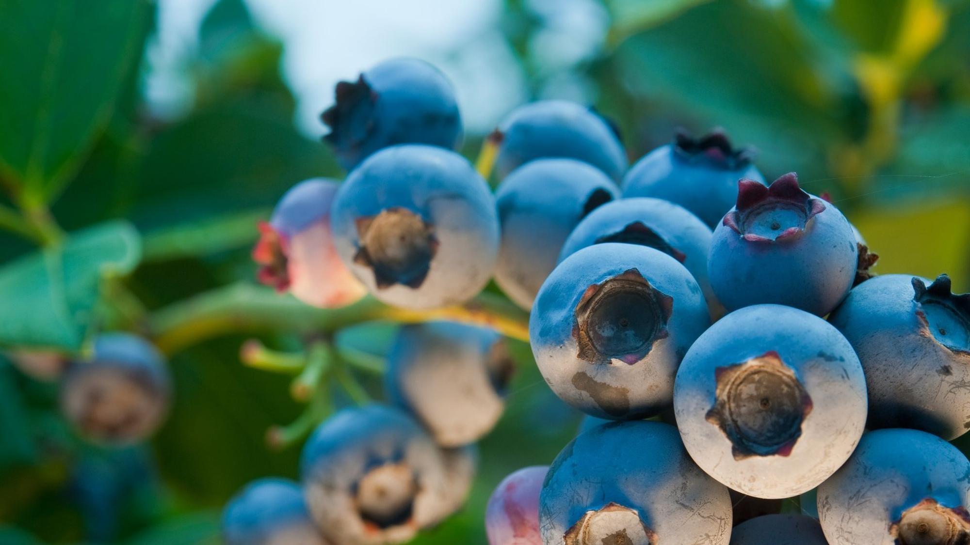 Heidelbeeren der Sorte 'Duke'