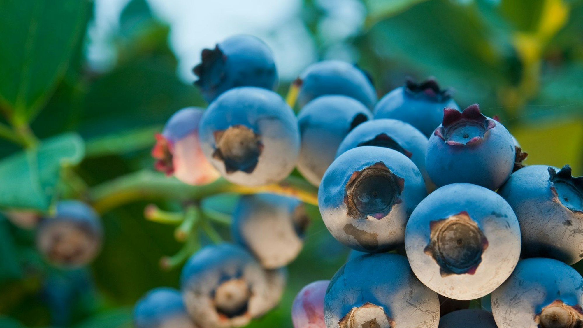 Heidelbeeren der Sorte 'Duke'