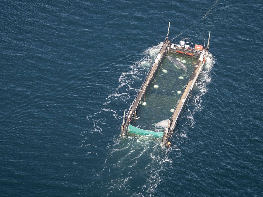 Der aus einer flachen Bucht vor Wismar geborgene Buckelwal wird in Richtung Nordsee transportiert.