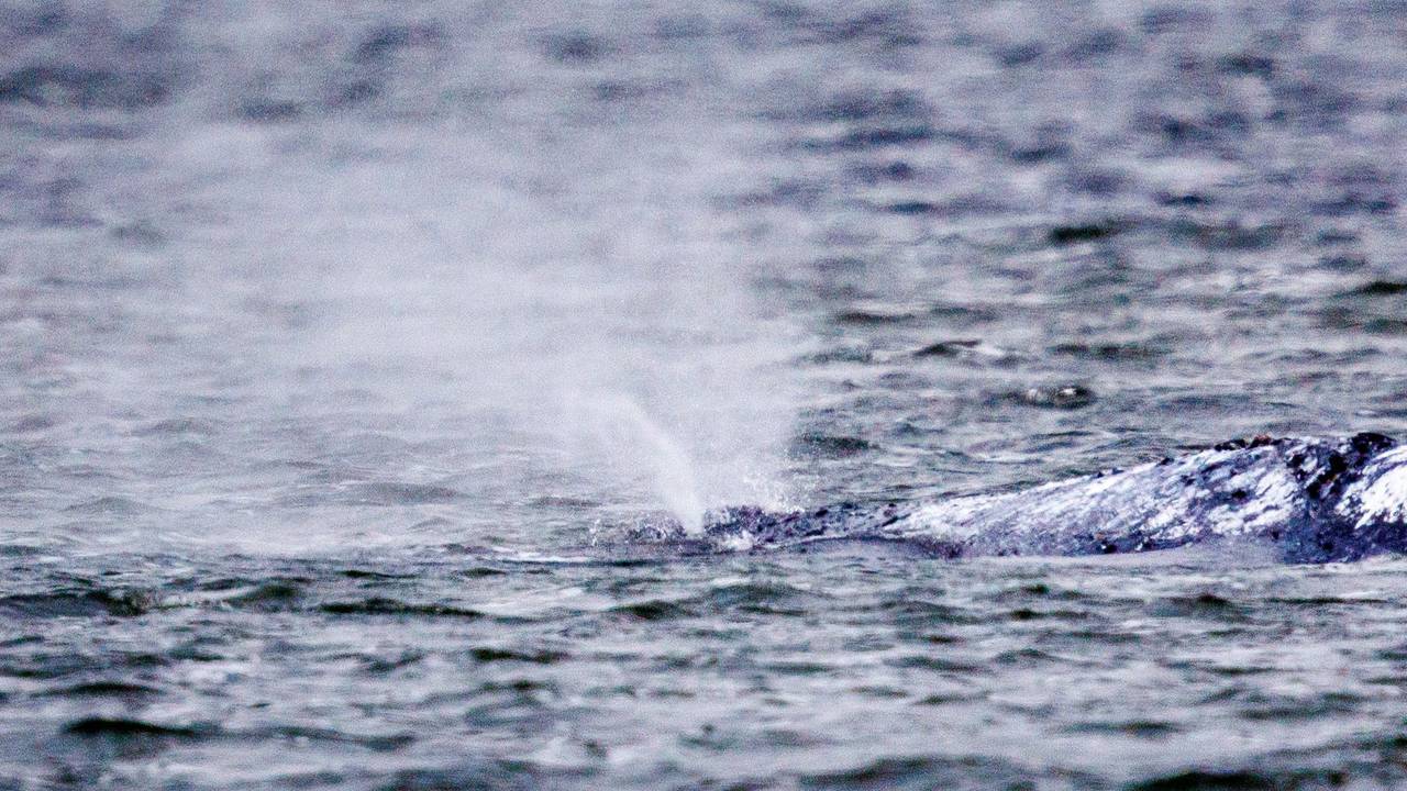 Der Buckelwal liegt vor der Insel Poel seit Tagen an der gleichen Stelle und bläst Atemluft aus.