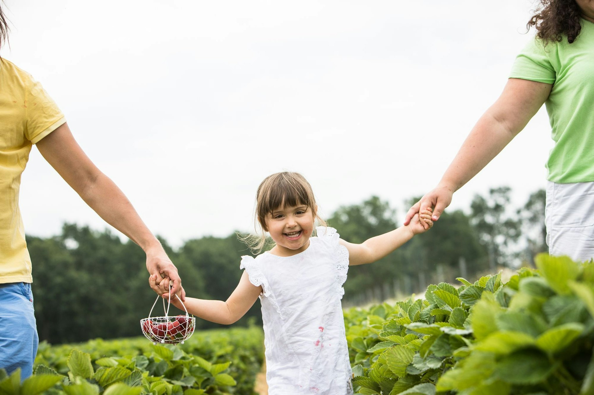 Vater, Mutter und Tochter auf einem Erdbeerfeld