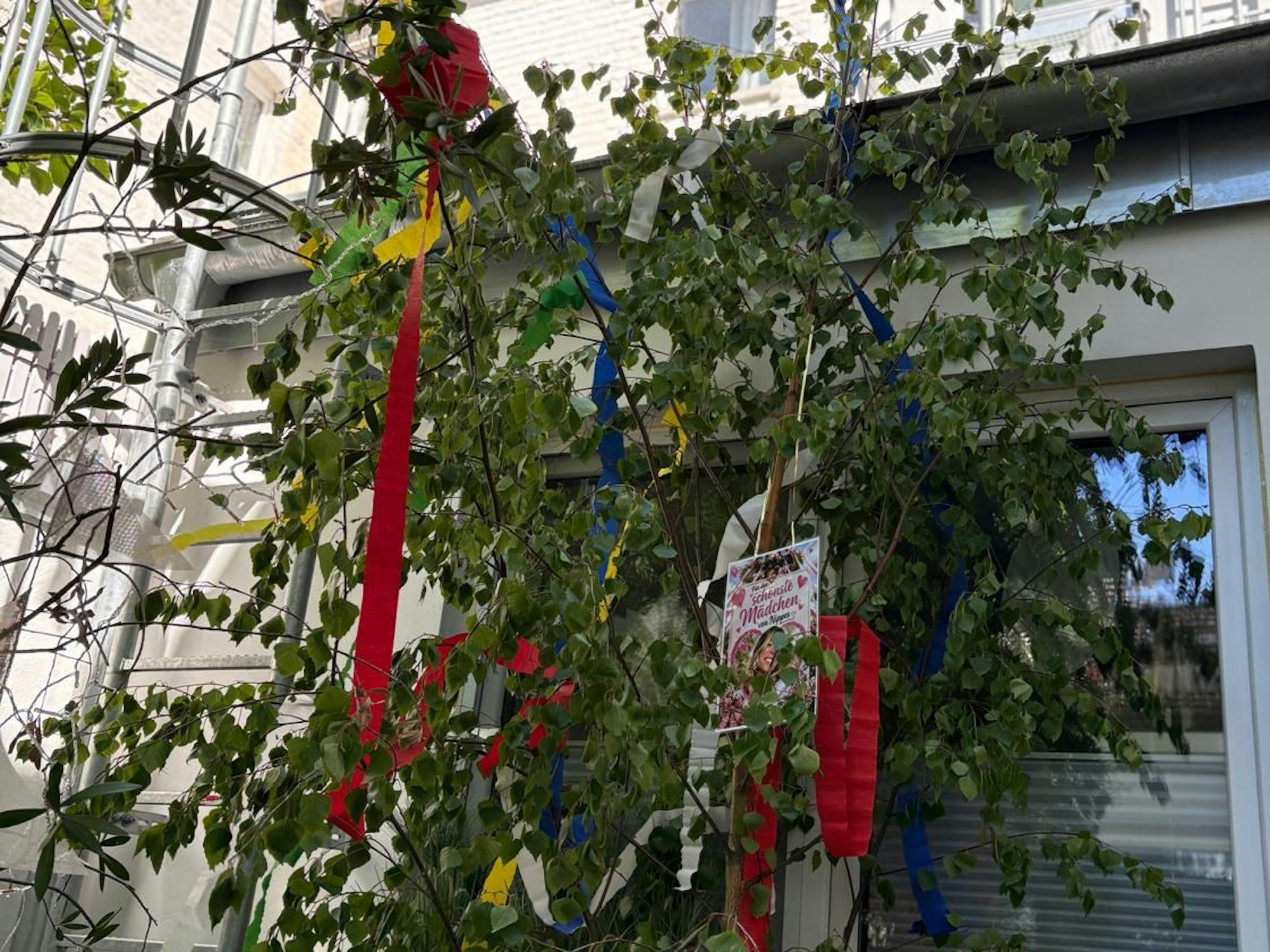 Dieser riesige Maibaum steht bei Tanja Brockmann vor dem Fenster.