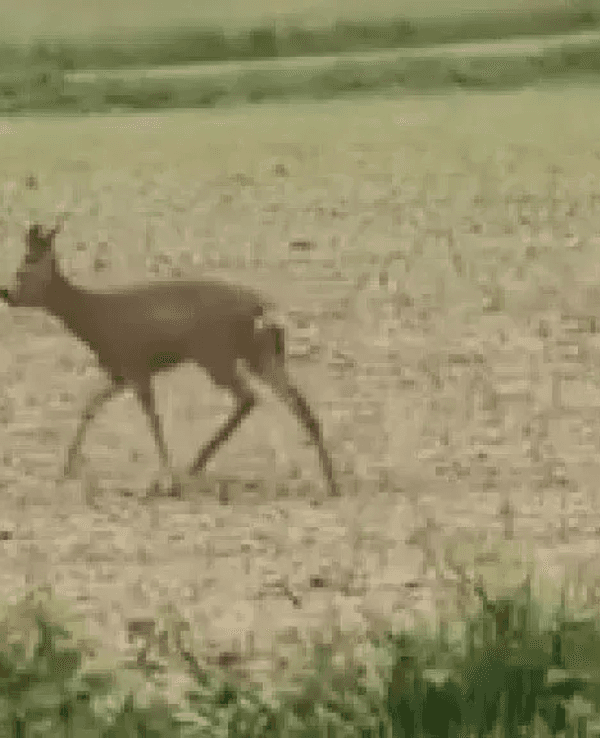 Ein betrunkenes Reh torkelt über das Feld.