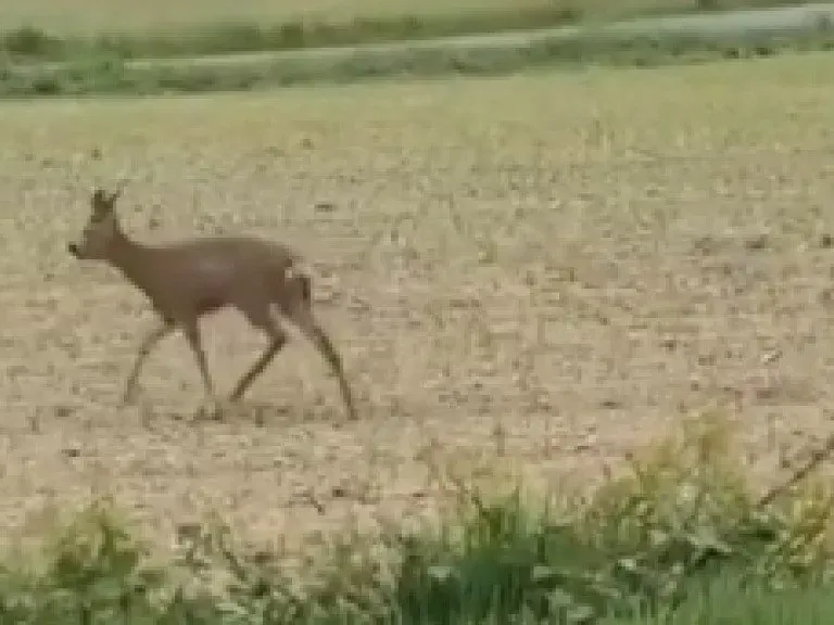 Ein betrunkenes Reh torkelt über das Feld.