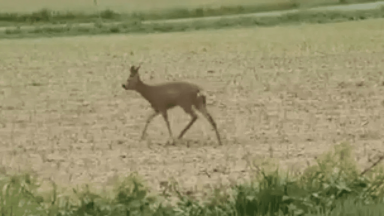 Ein betrunkenes Reh torkelt über das Feld.