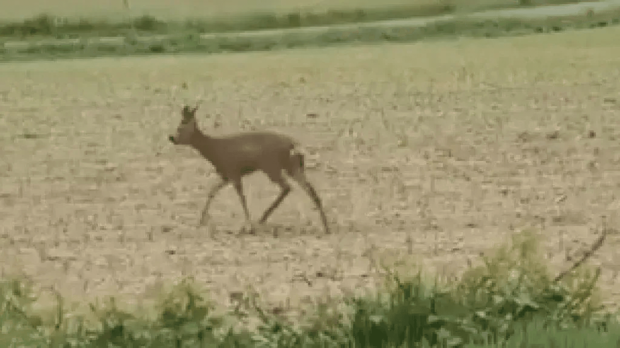 Ein betrunkenes Reh torkelt über das Feld.