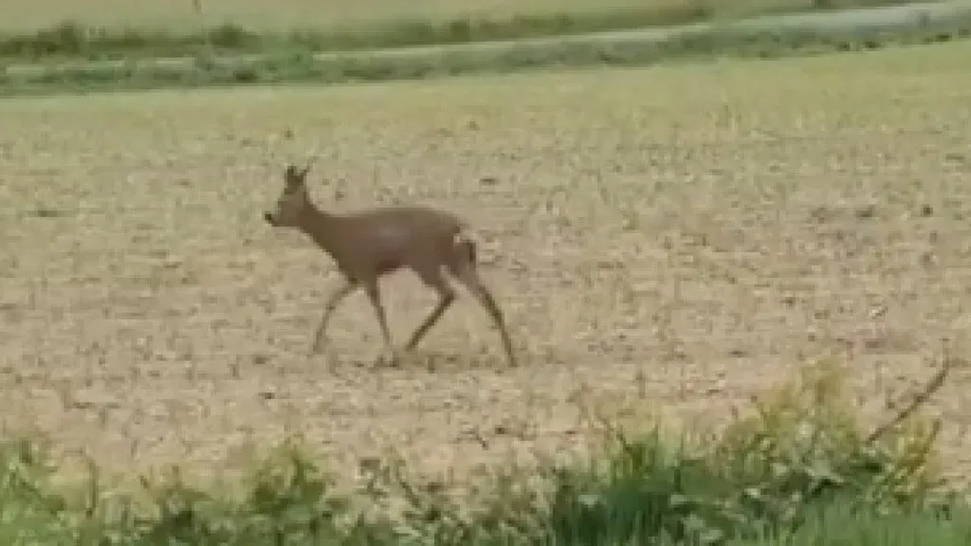 Ein betrunkenes Reh torkelt über das Feld.