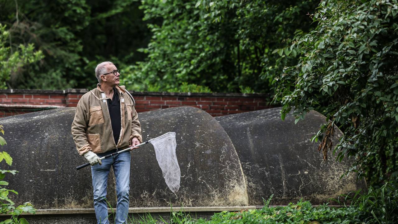 Ralf Atzorn, Vorsitzender des Kölner Imkerverbands, steht mit einem Kescher in einem Garten. Atzorn beseitigt Nester der Asiatischen Hornisse.
