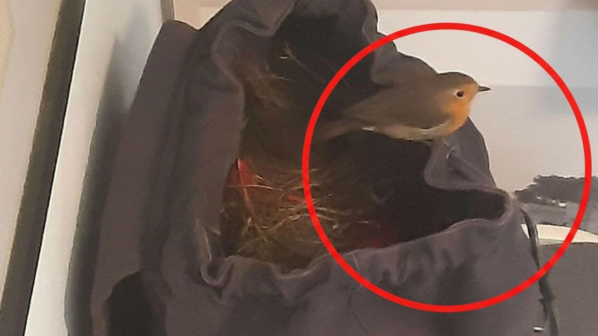 Ein Rotkehlchen sitzt auf dem Rucksack.