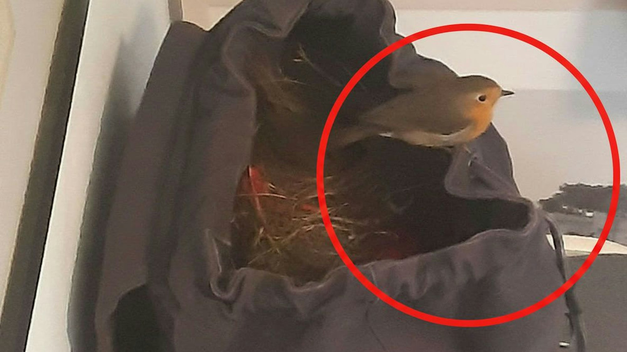 Ein Rotkehlchen sitzt auf dem Rucksack.