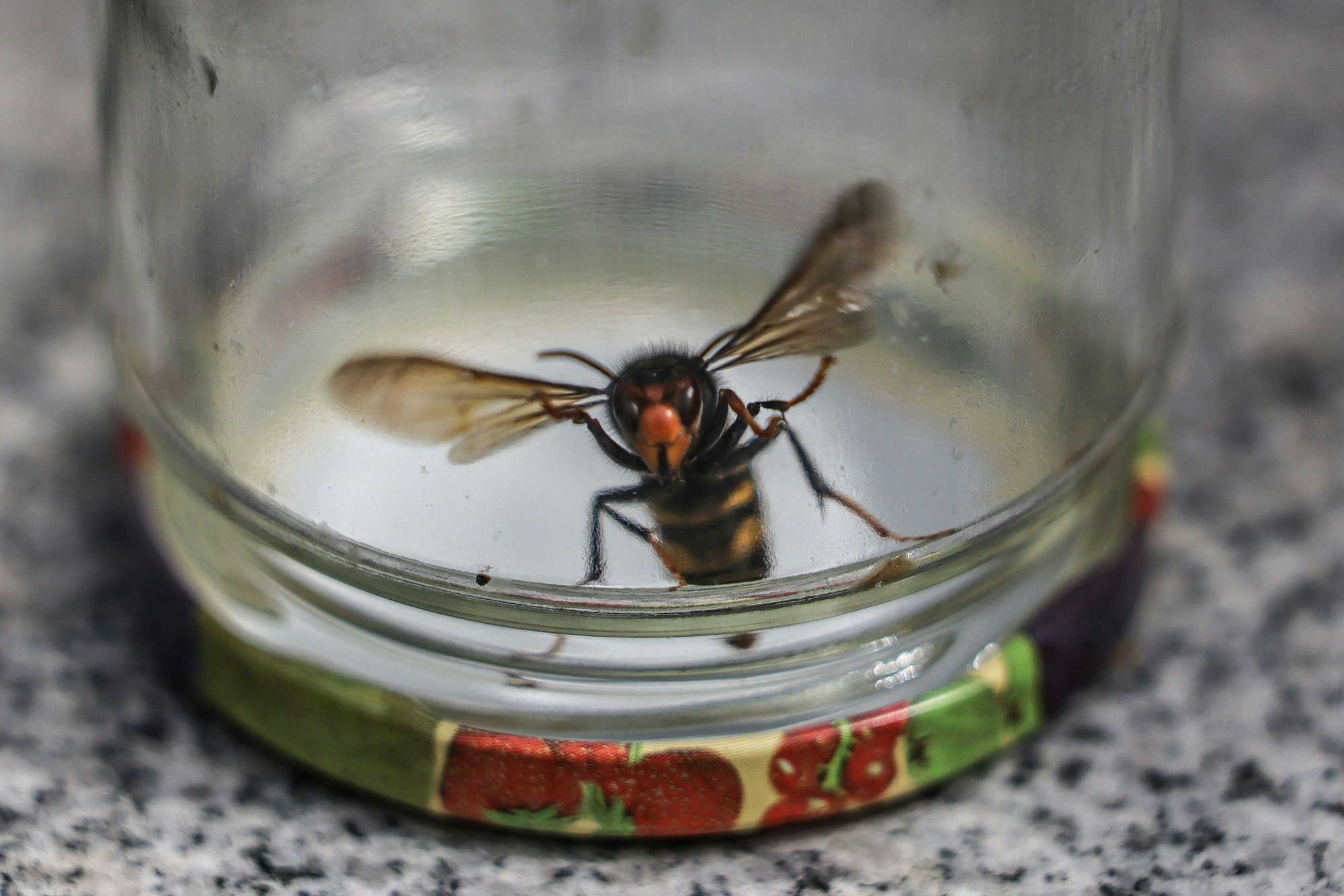Eine Asiatische Hornisse fliegt gefangen in einem Glas.
