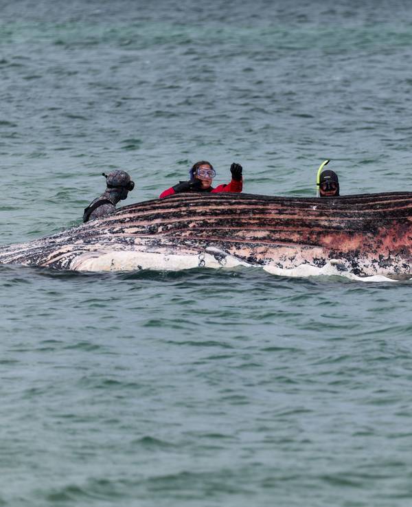 Tierärztin Anne Herrschaft begutachtet zusammen mit Helfern einen toten Wal, der vor der dänischen Insel Anholt liegt