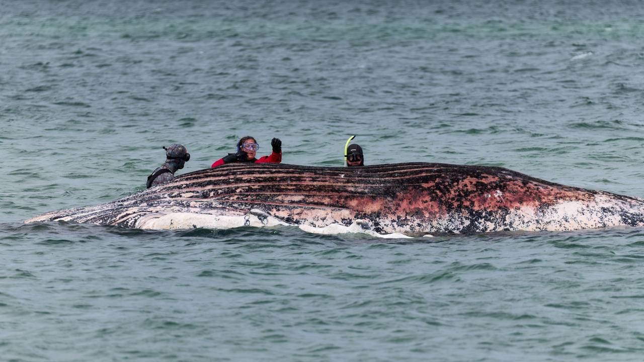 Tierärztin Anne Herrschaft begutachtet zusammen mit Helfern einen toten Wal, der vor der dänischen Insel Anholt liegt