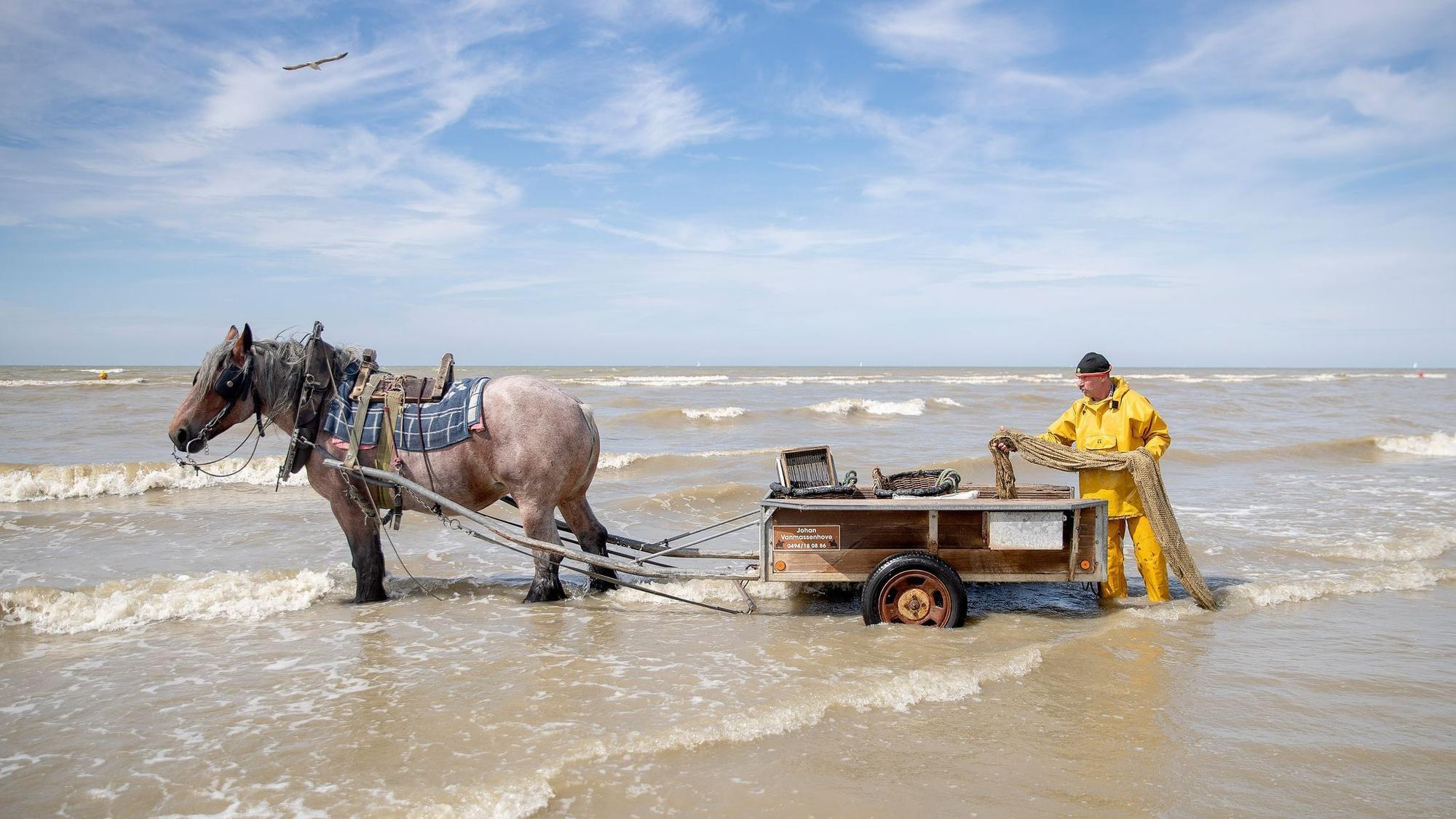 Krabbenfischer mit Pferd in Oostduinkerke