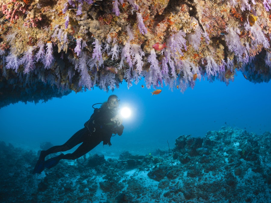 Taucherin mit Licht unter Korallen und Fischen