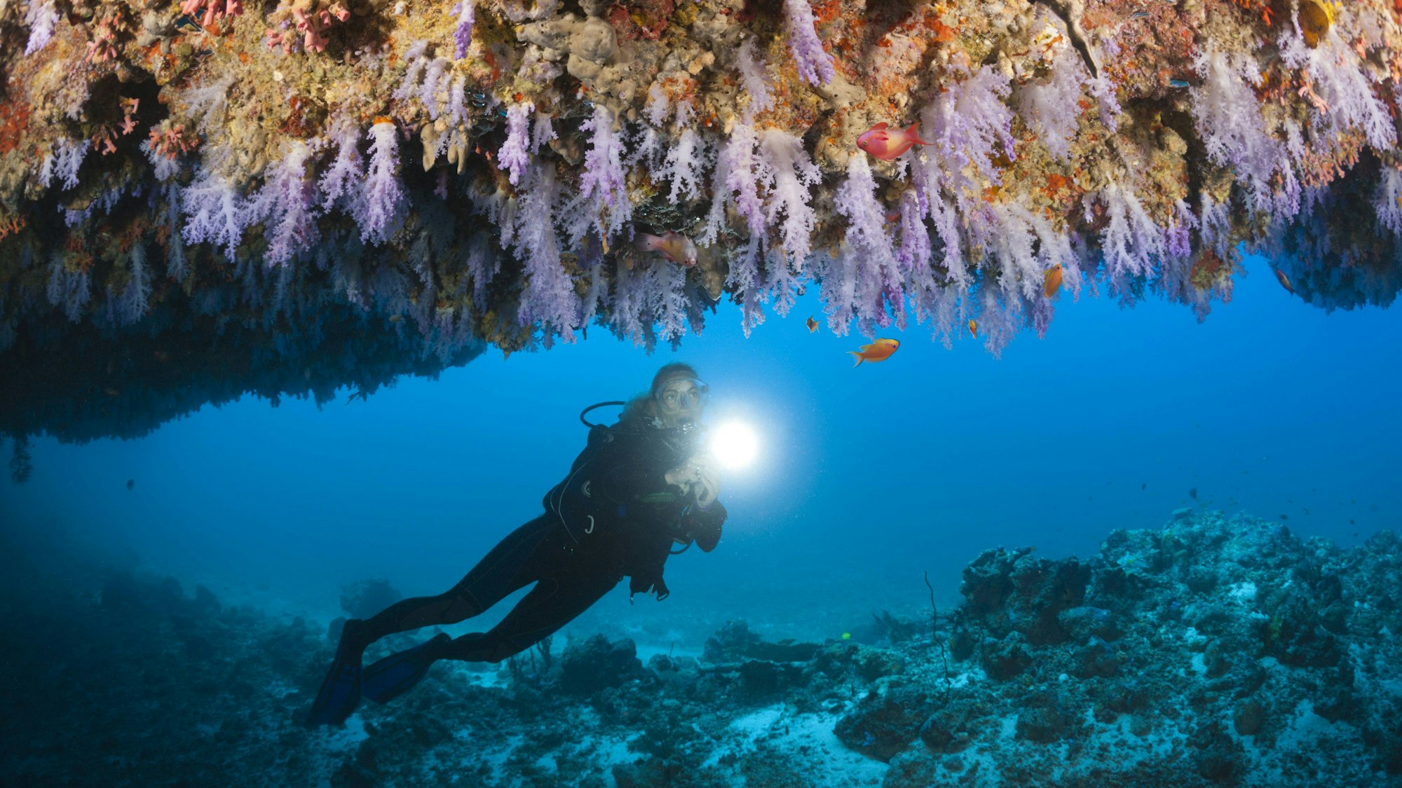 Taucherin mit Licht unter Korallen und Fischen