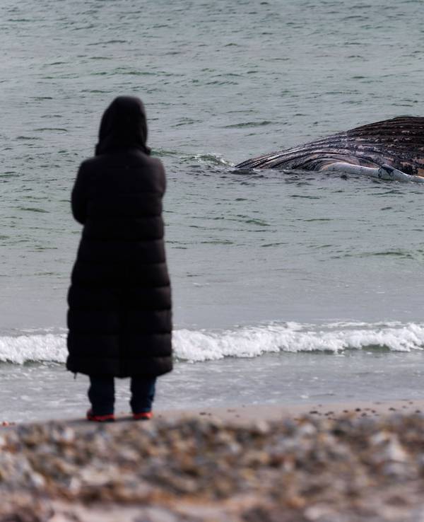 Vor der dänischen Insel Anholt liegt der tote Wal „Timmy“ seit Donnerstag.