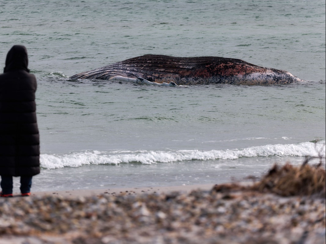 Vor der dänischen Insel Anholt liegt der tote Wal „Timmy“ seit Donnerstag.