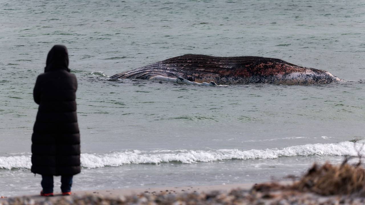 Vor der dänischen Insel Anholt liegt der tote Wal „Timmy“ seit Donnerstag.