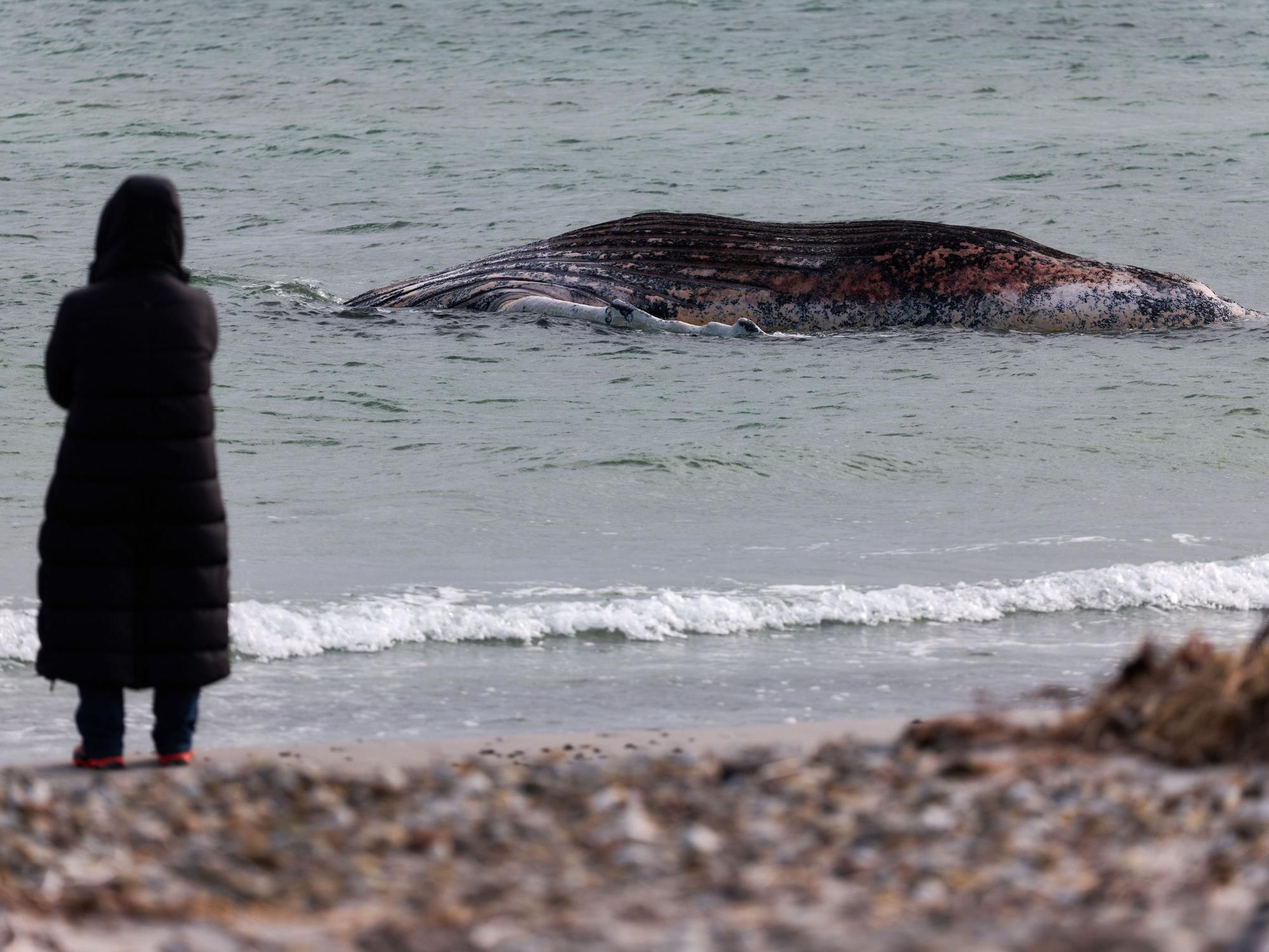 Der tote Wal liegt vor der dänischen Insel Anholt.