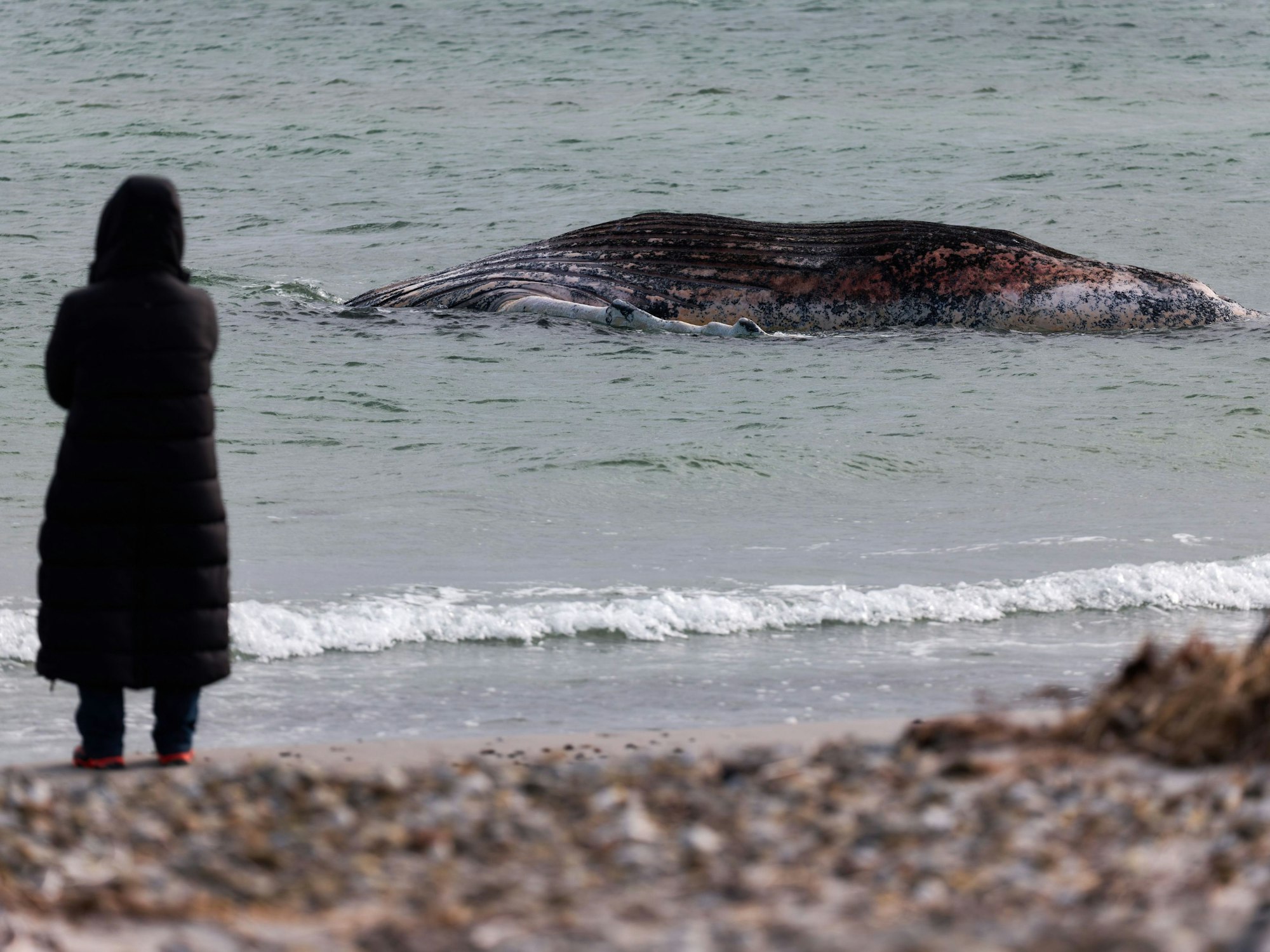 Der tote Wal liegt vor der dänischen Insel Anholt.
