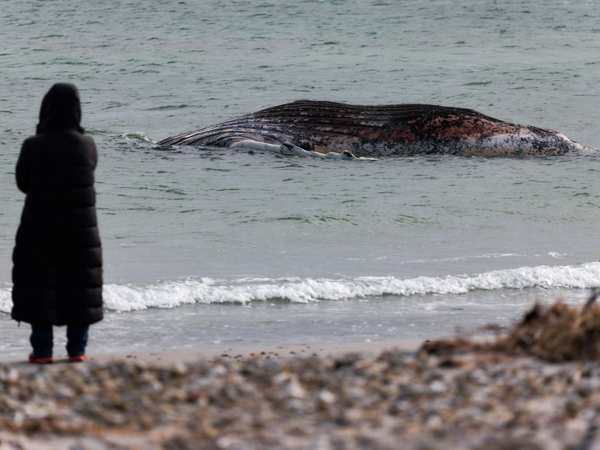 Tierärztin Anne Herrschaft steht am Ufer unweit vom toten Buckelwal, der vor der dänischen Insel Anholt liegt.