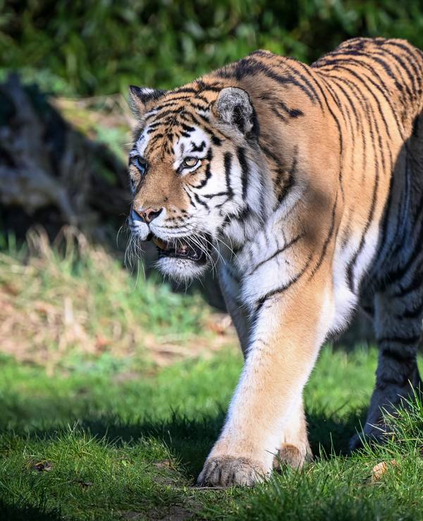 Die Polizei hat am Nachmittag bei Leipzig einen entlaufenen Tiger erschossen. Unser Symbolbild zeigt einen sibirischen Tiger im Zoo Duisburg.