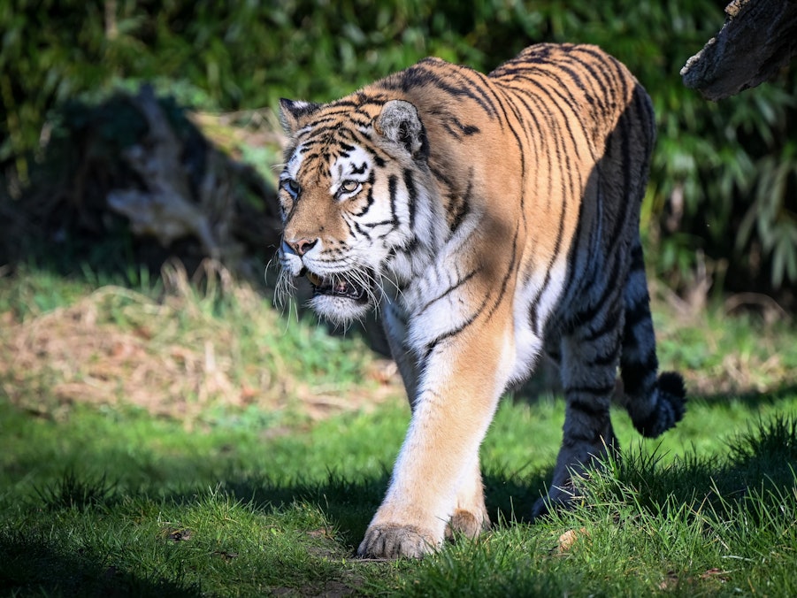 Die Polizei hat am Nachmittag bei Leipzig einen entlaufenen Tiger erschossen. Unser Symbolbild zeigt einen sibirischen Tiger im Zoo Duisburg.