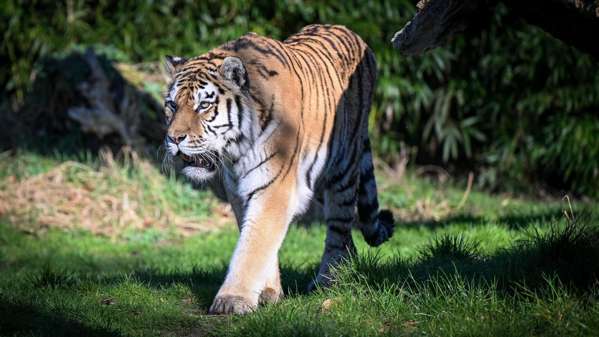 Die Polizei hat am Nachmittag bei Leipzig einen entlaufenen Tiger erschossen. Unser Symbolbild zeigt einen sibirischen Tiger im Zoo Duisburg.