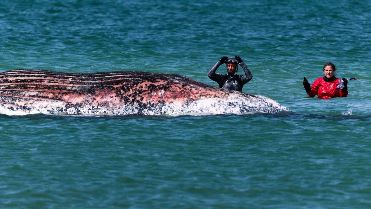 Tierärztin Anne Herrschaft begutachtet zusammen mit Helfern einen toten Wal, der vor der dänischen Insel Anholt liegt.