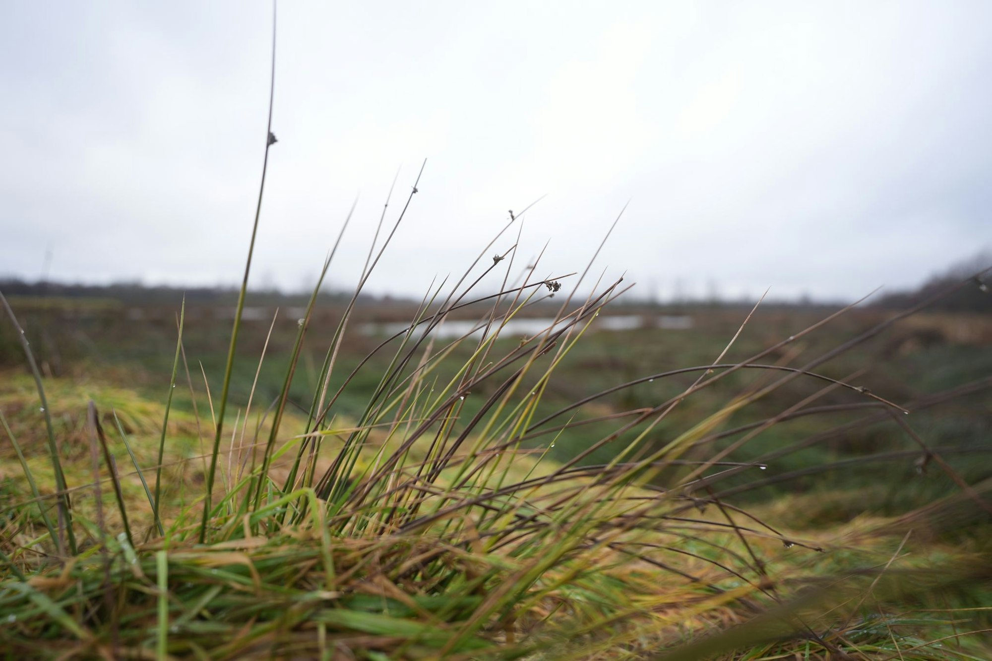 Vernässungsprojekt Grotmoor