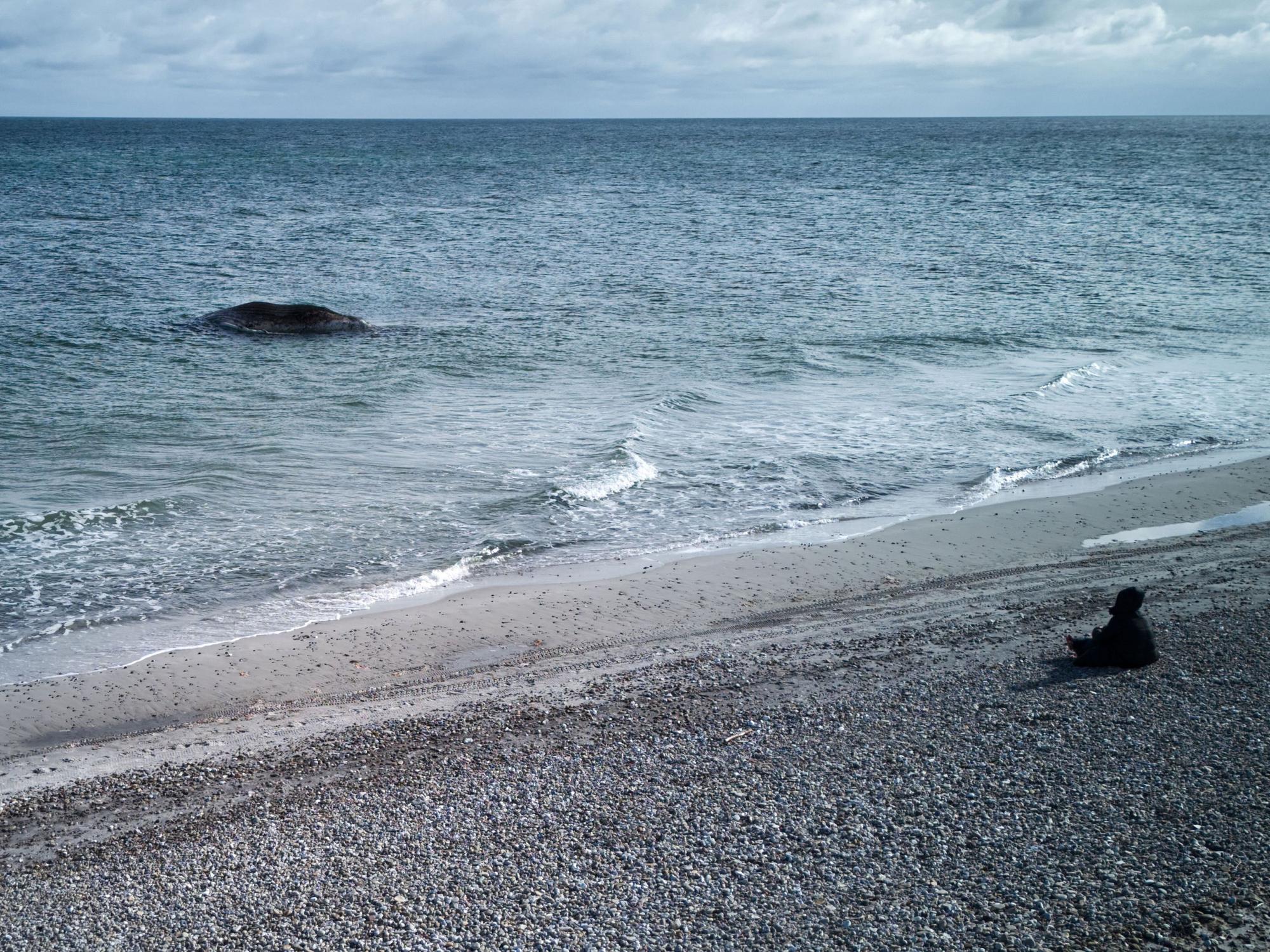 Tierärztin Anne Herrschaft sitzt am Ufer unweit vom toten Buckelwal, der vor der dänischen Insel Anholt liegt.
