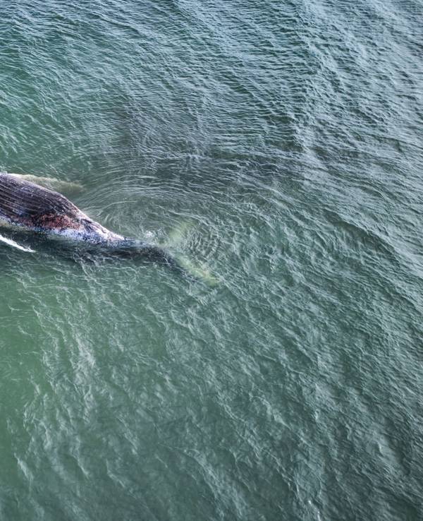 Vor der dänischen Insel Anholt liegt der verendete Buckelwal „Timmy“, der regelmäßig von Möwen besucht wird, die sich an ihm gütlich tun.