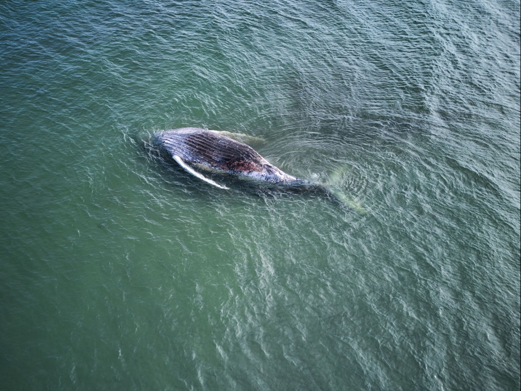 Vor der dänischen Insel Anholt liegt der verendete Buckelwal „Timmy“, der regelmäßig von Möwen besucht wird, die sich an ihm gütlich tun.
