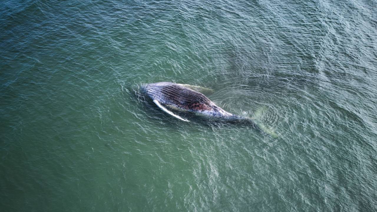Vor der dänischen Insel Anholt liegt der verendete Buckelwal „Timmy“, der regelmäßig von Möwen besucht wird, die sich an ihm gütlich tun.